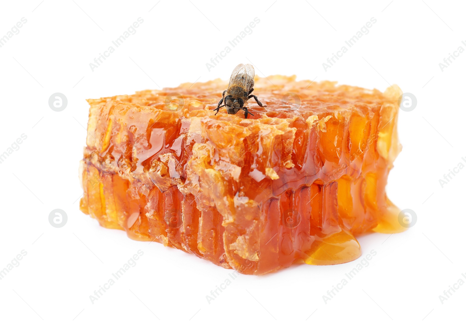 Photo of Honeycomb and bee on white background. Domesticated insect