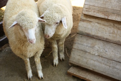 Photo of Cute funny sheep on farm. Animal husbandry