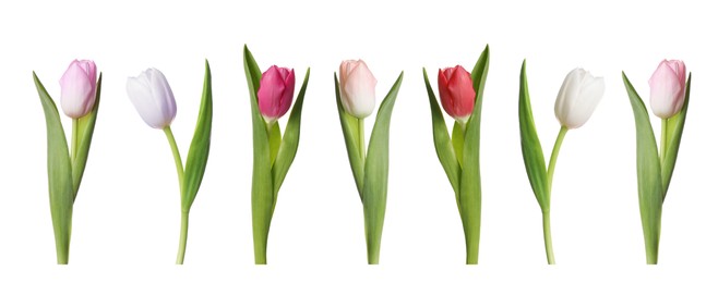 Image of Set of beautiful tulips in different colors isolated on white