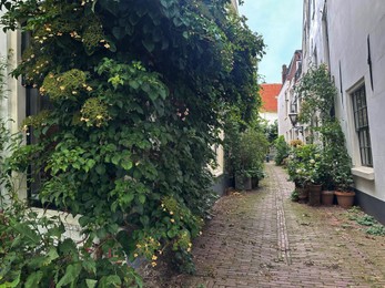 Photo of View of city street with buildings, climbing and potted plants