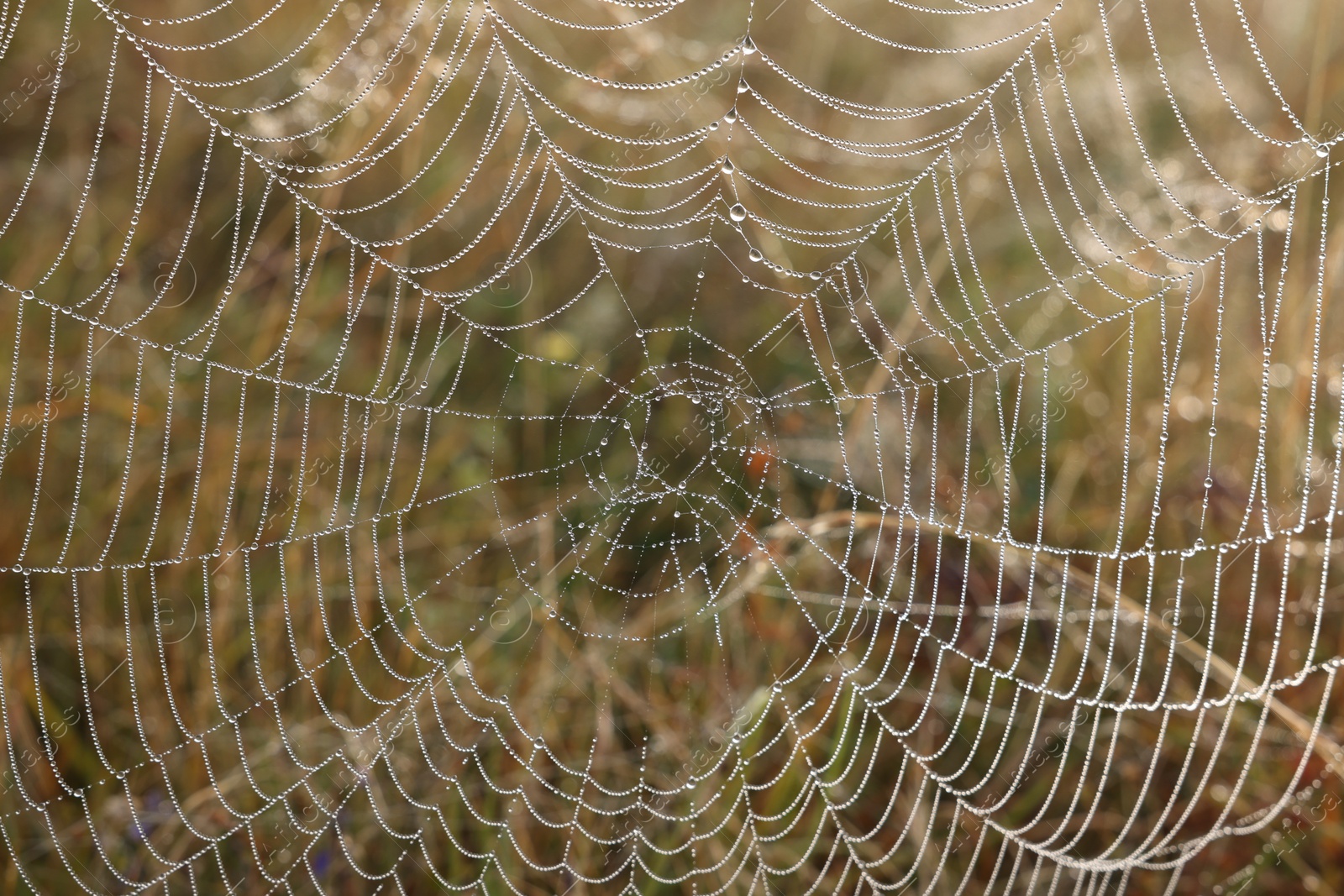 Photo of Closeup view of cobweb with dew drops outdoors