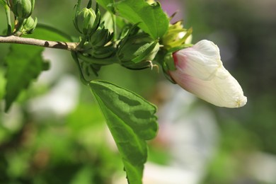 Beautiful hibiscus flower growing outdoors, closeup view