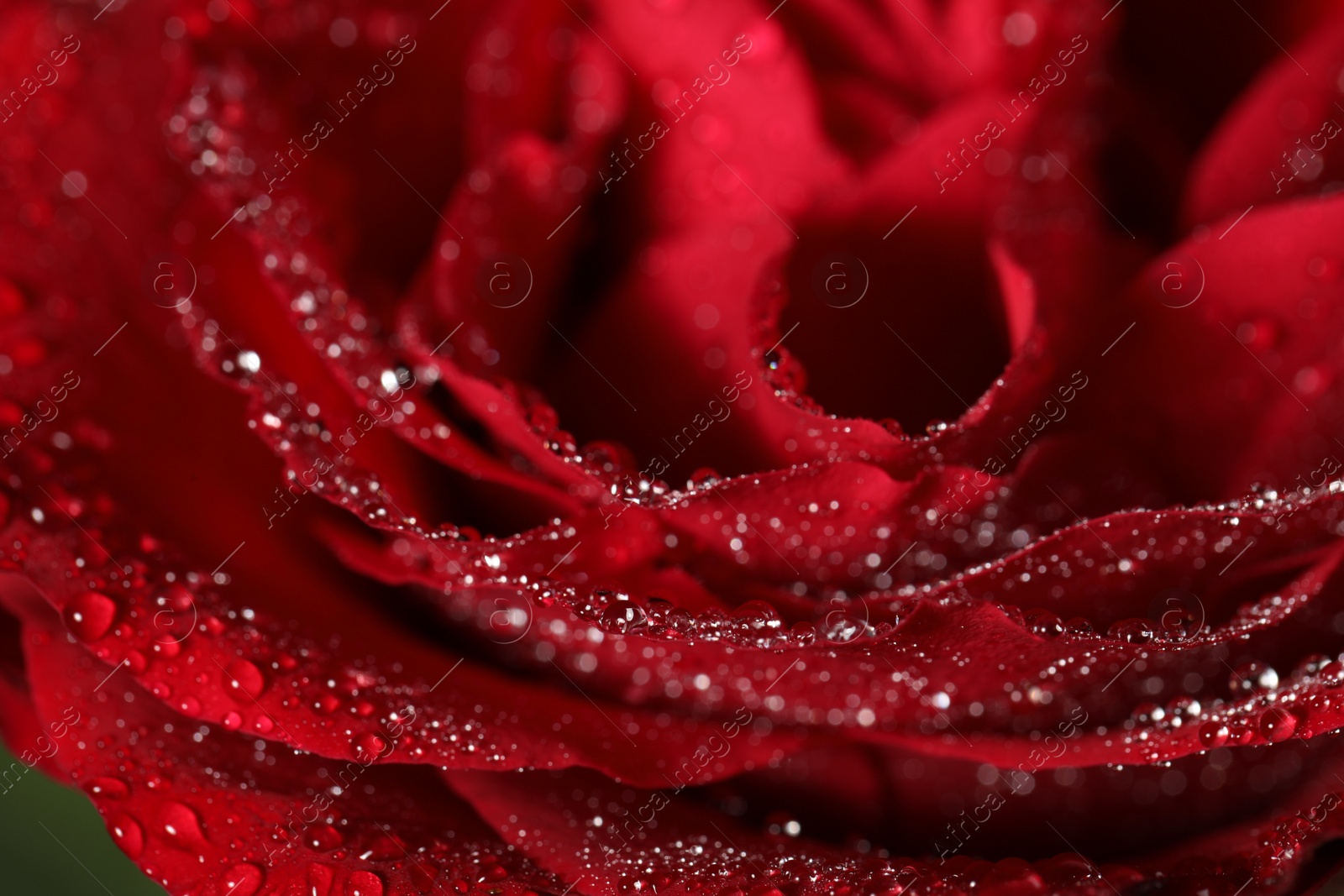 Photo of Closeup view of beautiful blooming rose with dew drops as background