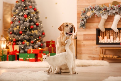 Adorable dog and cat together at room decorated for Christmas. Cute pets