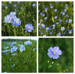 Collage with photos of beautiful blooming flax plants growing in meadow