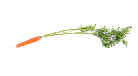 Photo of Fresh ripe juicy carrot isolated on white