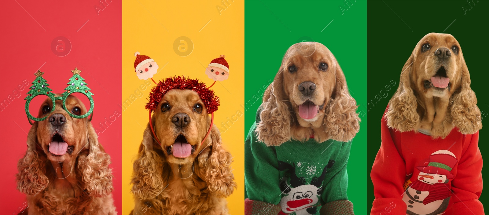 Image of Cute dogs in Christmas sweaters and party glasses on color backgrounds