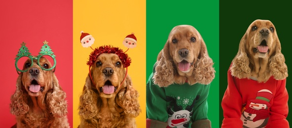 Image of Cute dogs in Christmas sweaters and party glasses on color backgrounds