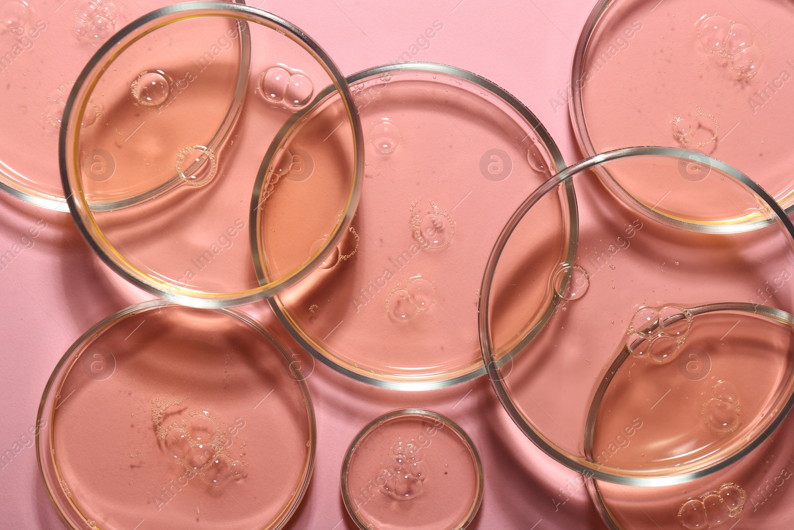 Photo of Petri dishes with liquid samples on pink background, flat lay