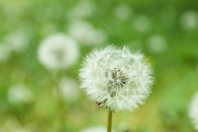 Photo of Closeup view of beautiful dandelion in meadow