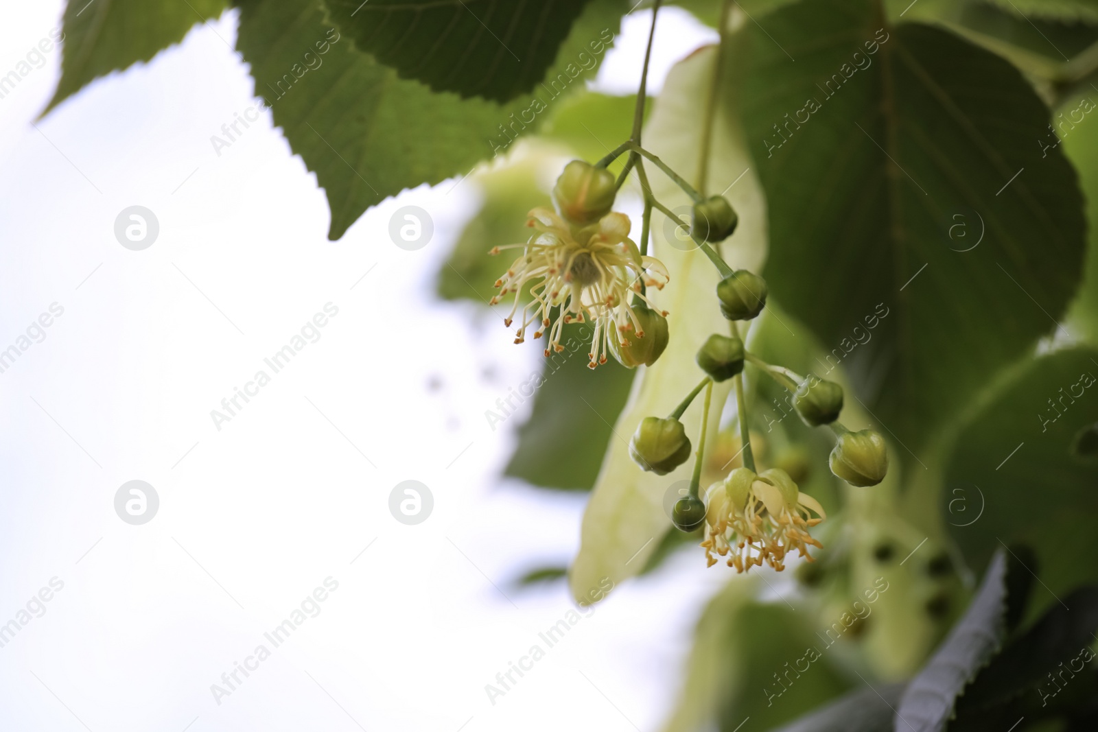 Photo of Closeup view of linden tree with fresh young green leaves and blossom outdoors on spring day