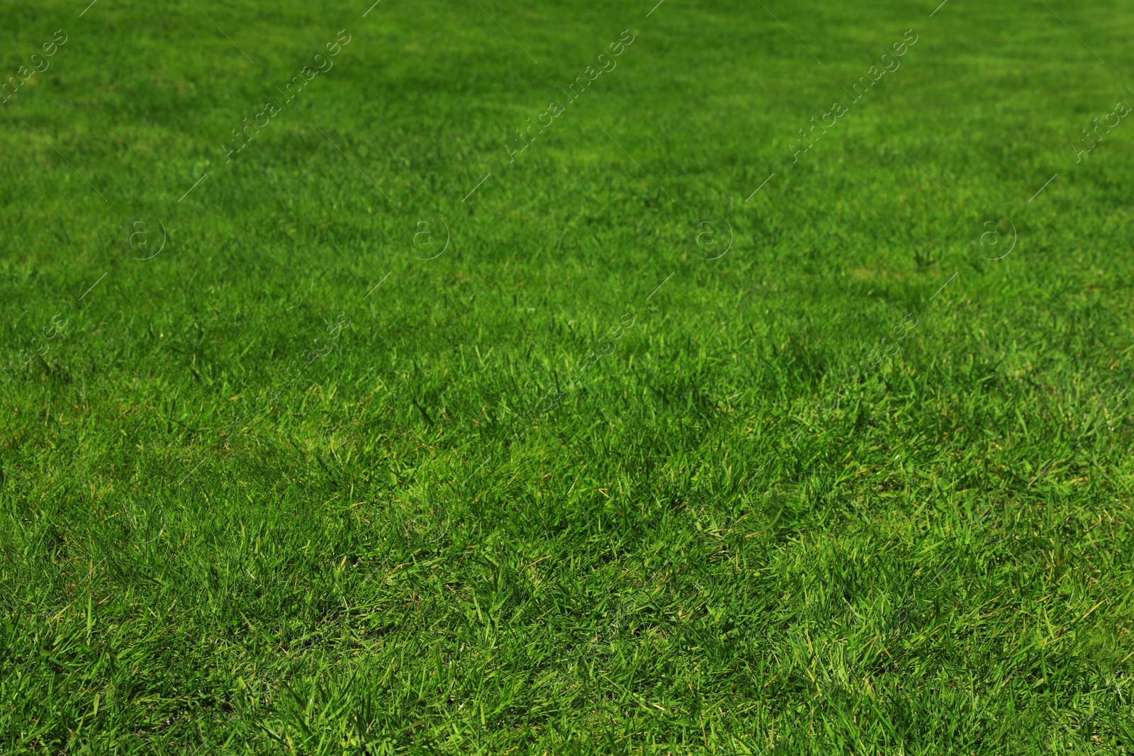 Photo of Fresh green grass as background, closeup view