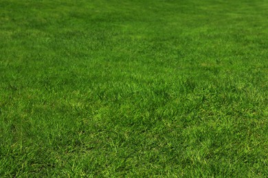 Photo of Fresh green grass as background, closeup view