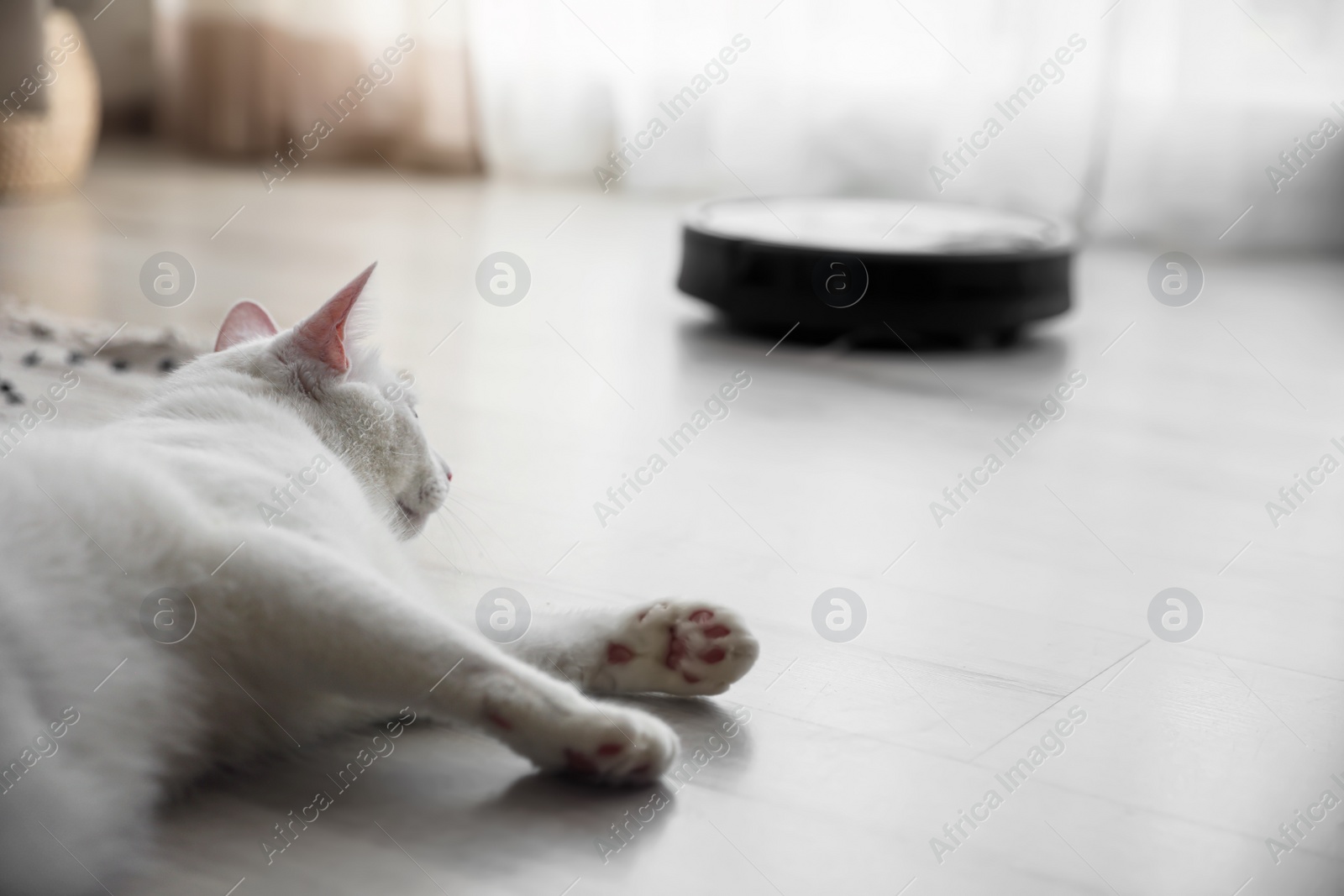 Photo of Cute white cat in room and modern robotic vacuum cleaner on background