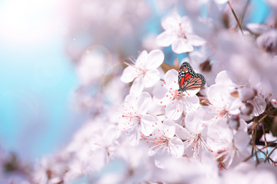 Image of Beautiful monarch butterfly on blossoming cherry tree outdoors