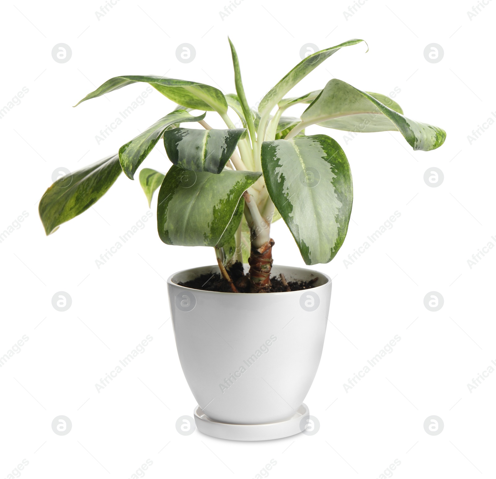 Photo of Pot with Dieffenbachia plant isolated on white. Home decor