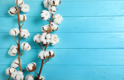 Flat lay composition with branches of cotton plant on light blue wooden background. Space for text