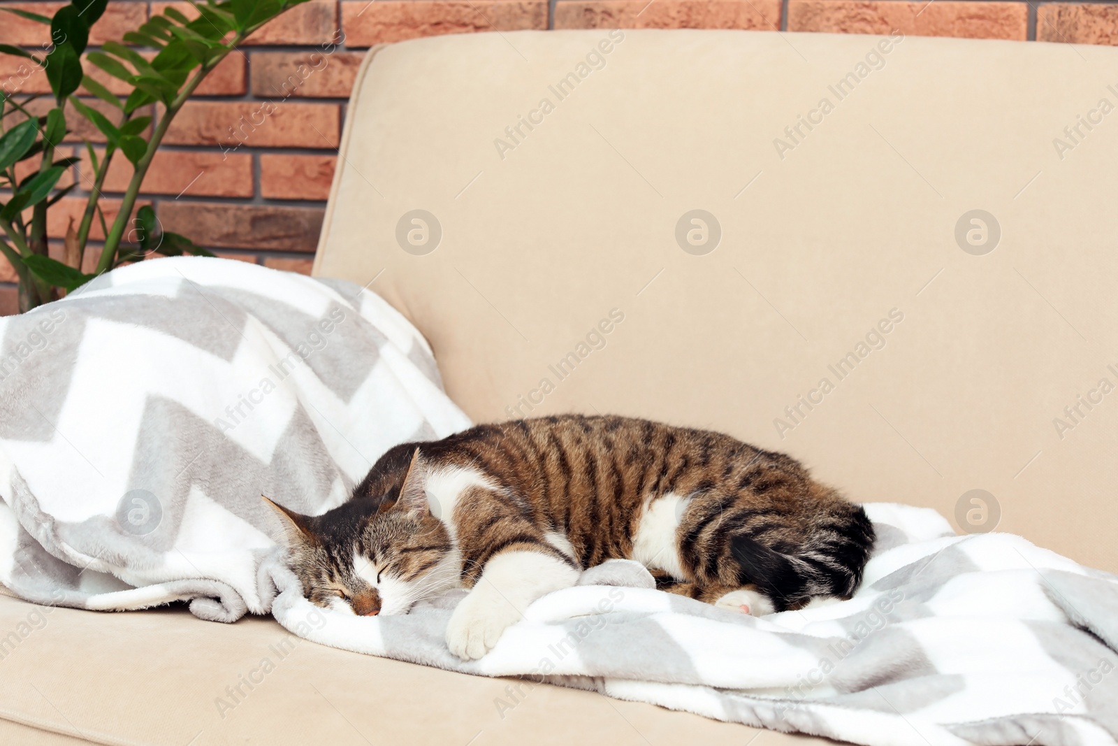 Photo of Cute cat sleeping on sofa at home. Lovely pet