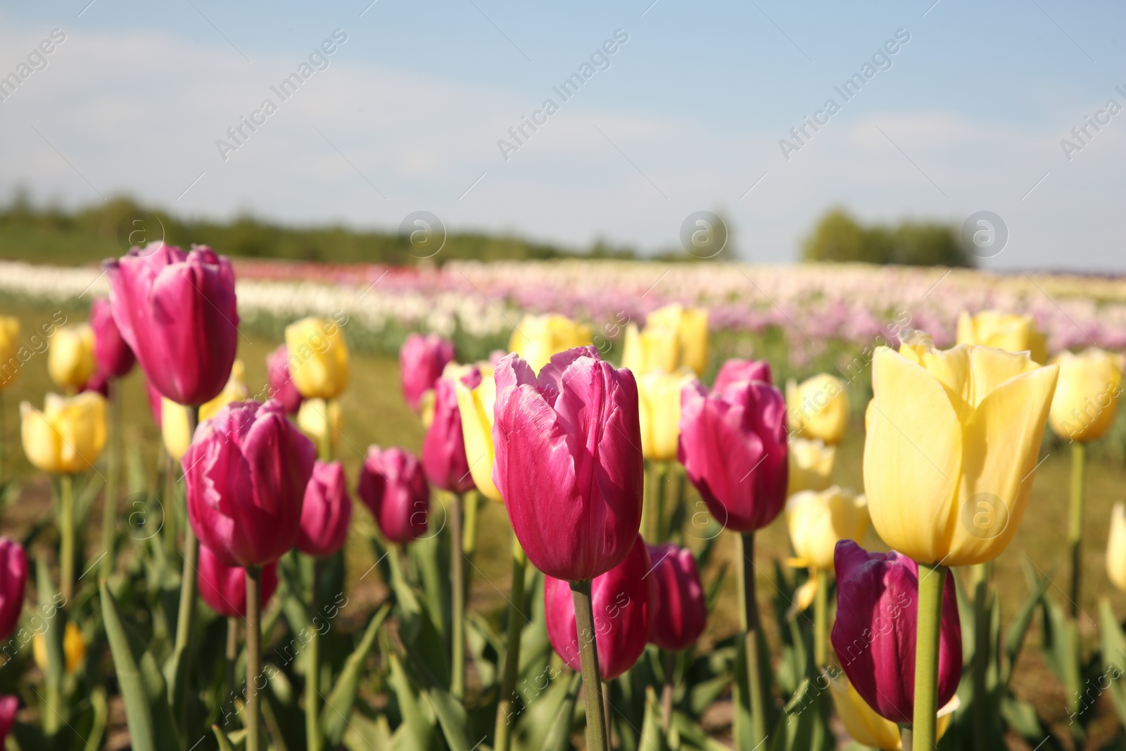 Photo of Beautiful colorful tulip flowers growing in field on sunny day, closeup