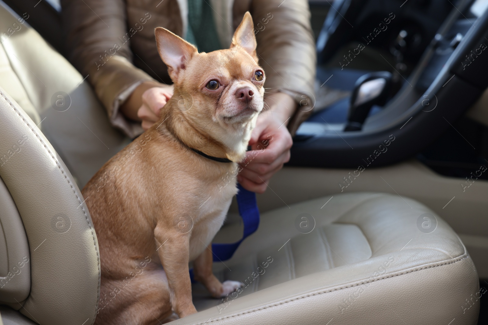 Photo of Owner with cute Chihuahua dog in car, closeup