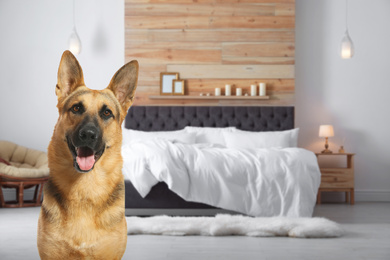 Image of Cute dog in room, space for text. Pet friendly hotel 