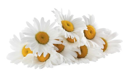 Photo of Bouquet of beautiful chamomile flowers on white background