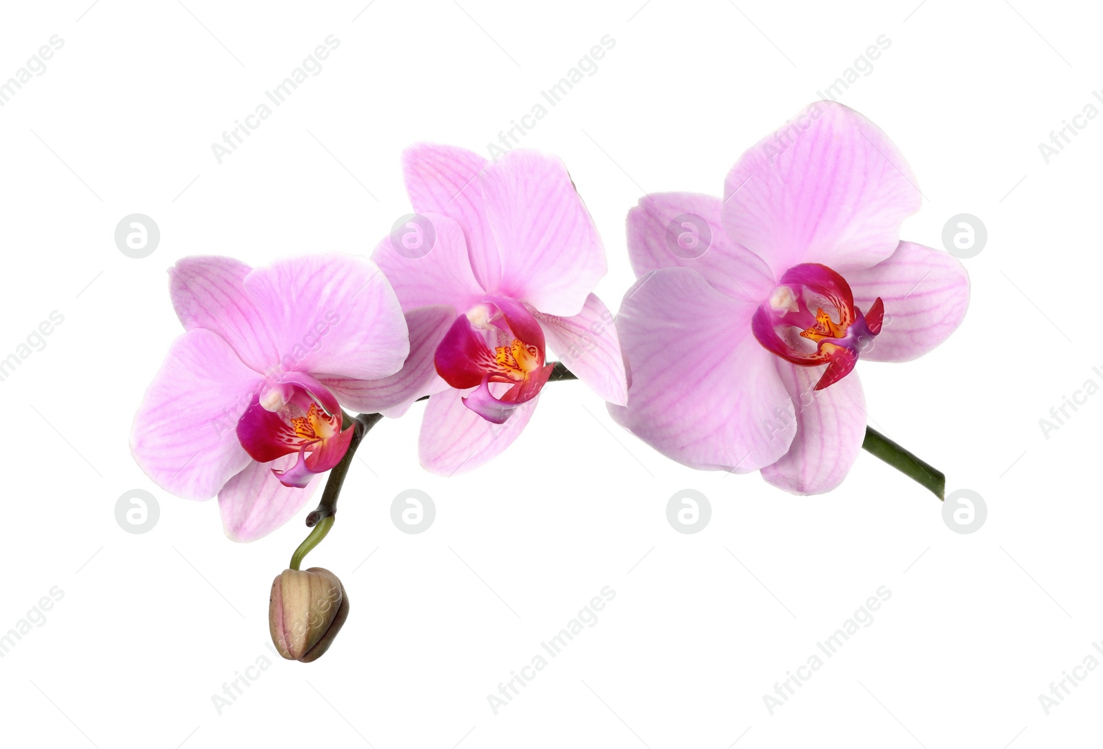 Photo of Branch of beautiful pink Phalaenopsis orchid isolated on white