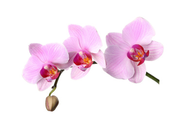 Photo of Branch of beautiful pink Phalaenopsis orchid isolated on white