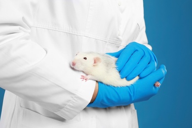 Scientist holding laboratory rat on blue background, closeup