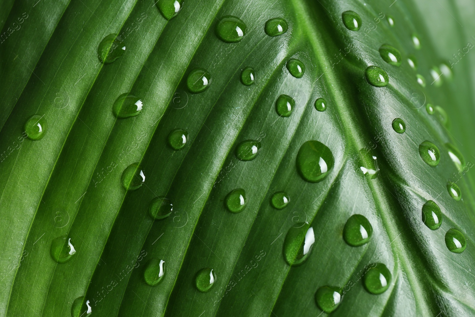 Photo of Green leaf with dew drops as background, closeup