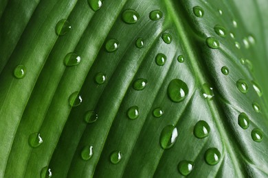 Green leaf with dew drops as background, closeup