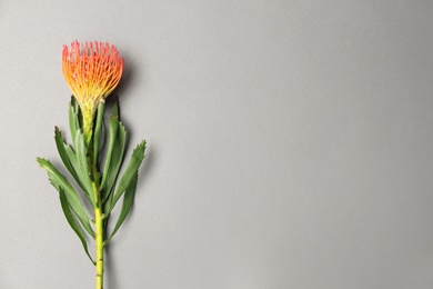 Photo of Beautiful protea flower on gray background. Tropical plant