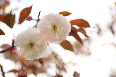 Photo of Blossoming pink sakura tree outdoors on spring day, closeup