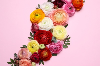 Beautiful ranunculus flowers on pink background, flat lay