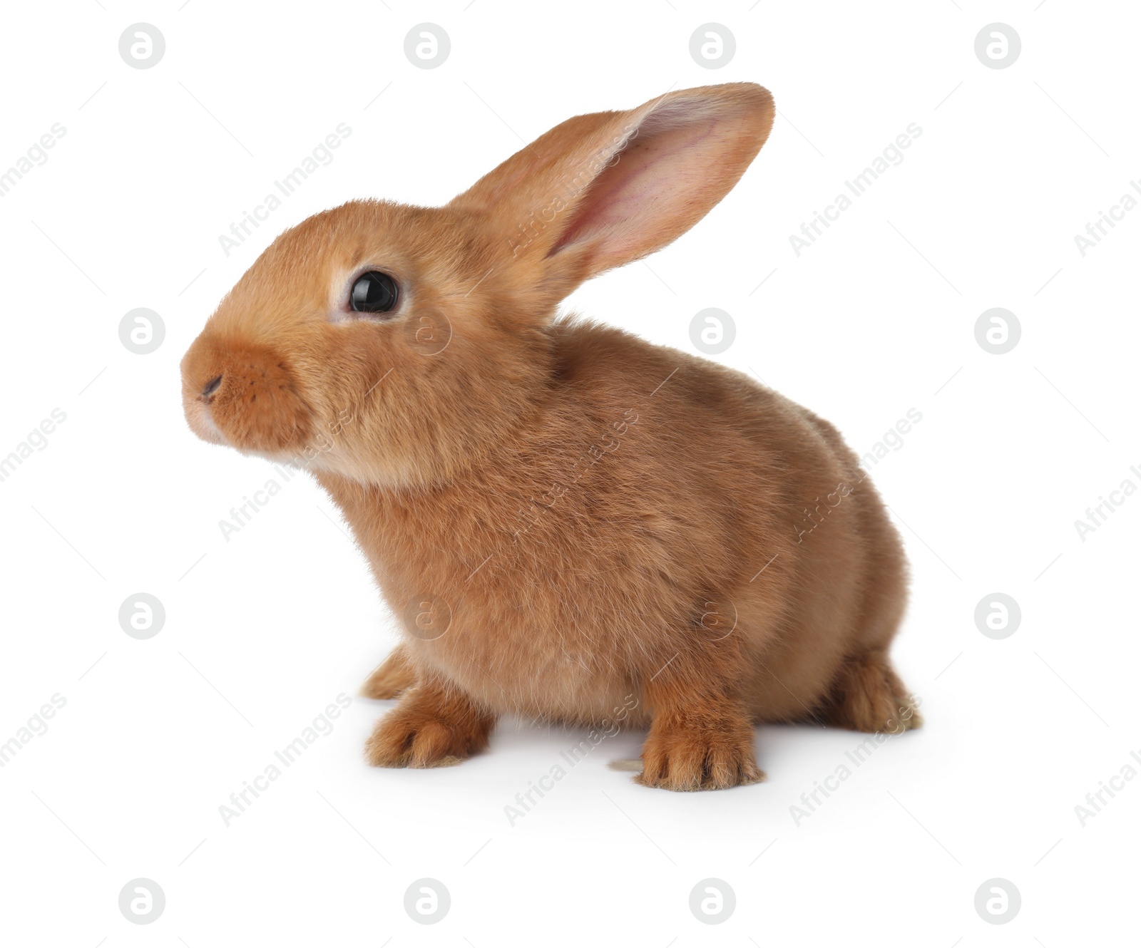 Photo of Cute bunny isolated on white. Easter symbol