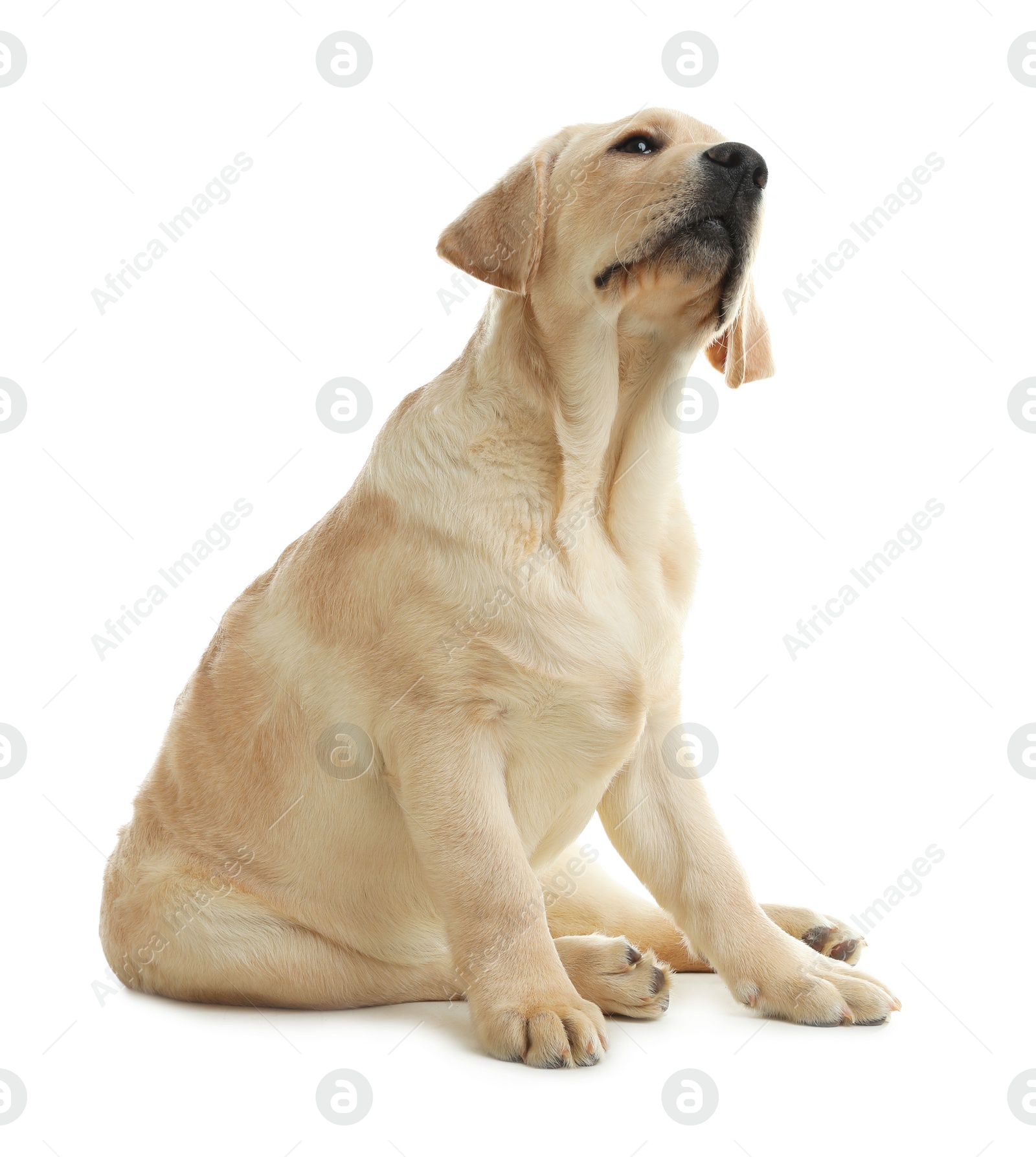 Photo of Cute yellow labrador retriever puppy isolated on white