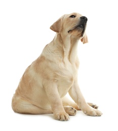 Cute yellow labrador retriever puppy isolated on white