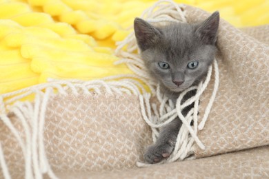 Cute fluffy kitten wrapped in soft blanket indoors. Baby animal