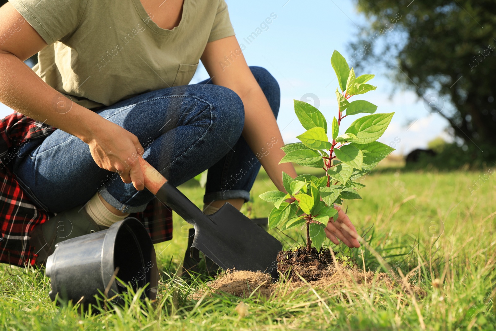 Photo of Woman planting young green tree in garden, closeup