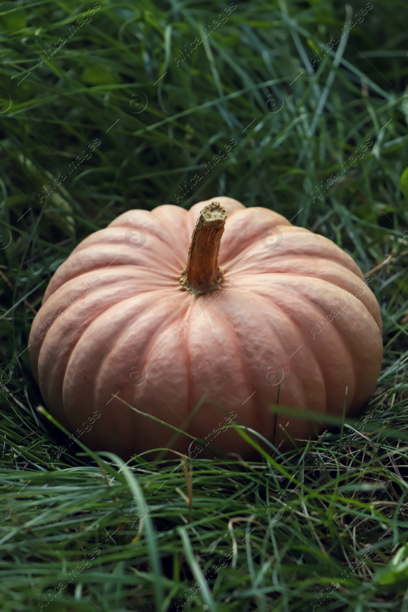 Photo of Whole ripe pumpkin among green grass outdoors