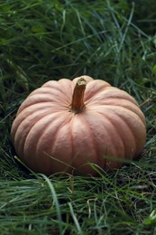 Whole ripe pumpkin among green grass outdoors