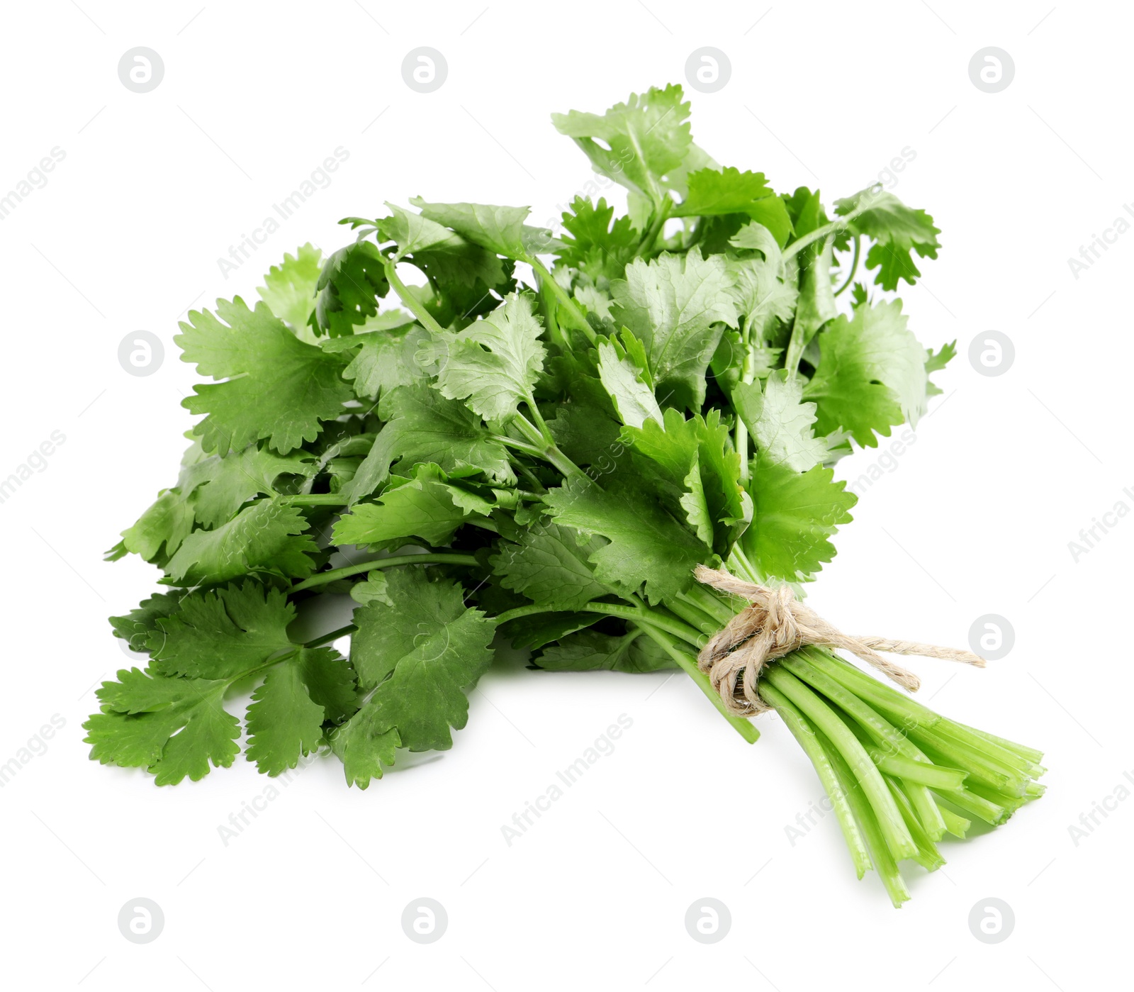 Photo of Bunch of fresh coriander on white background