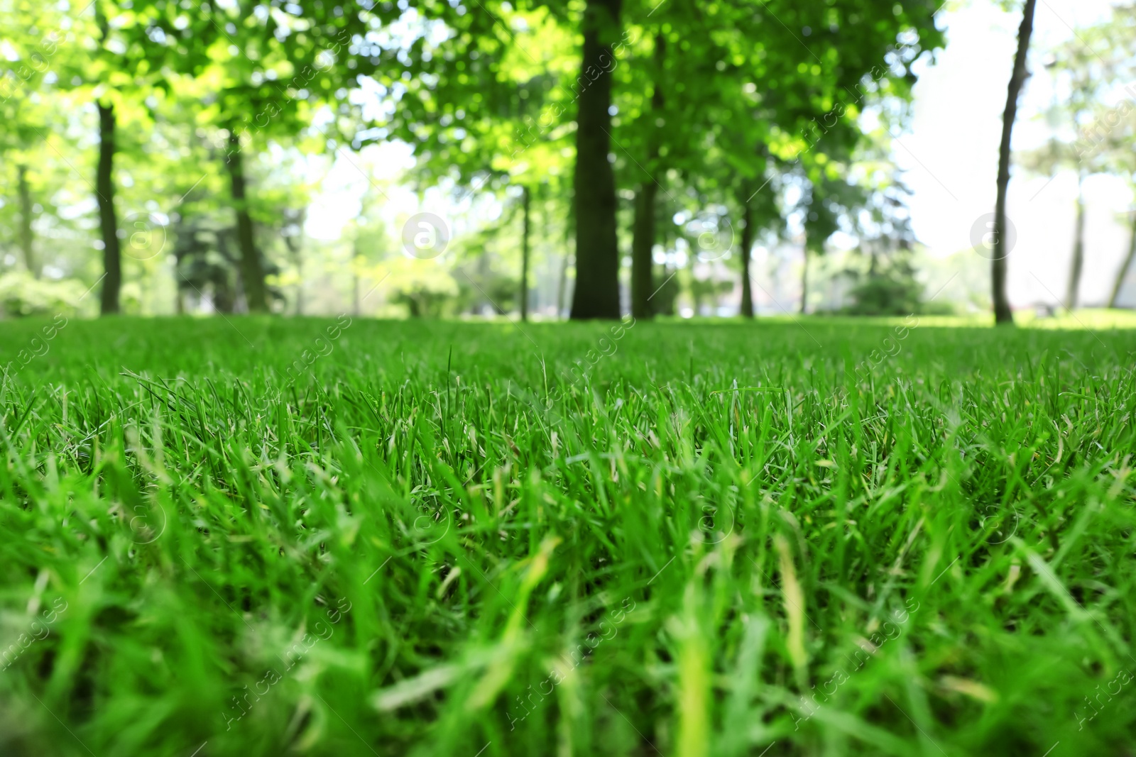 Photo of Green lawn with fresh grass in park