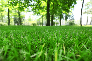 Photo of Green lawn with fresh grass in park