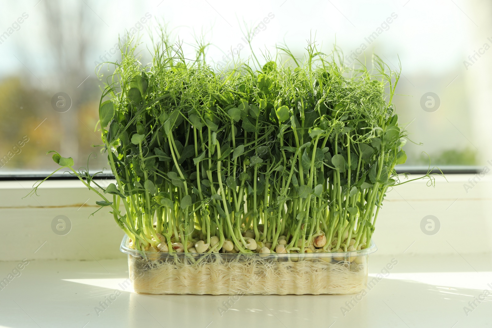 Photo of Fresh pea microgreen growing in plastic container on windowsill indoors