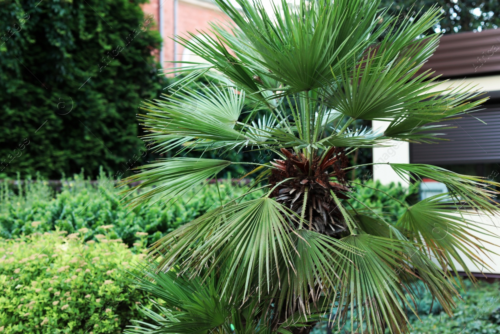 Photo of Tropical palm with beautiful green leaves outdoors