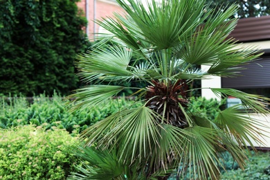 Photo of Tropical palm with beautiful green leaves outdoors