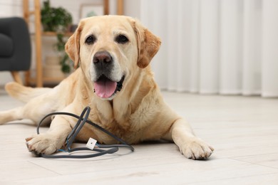 Photo of Naughty Labrador Retriever dog near damaged electrical wire at home. Space for text