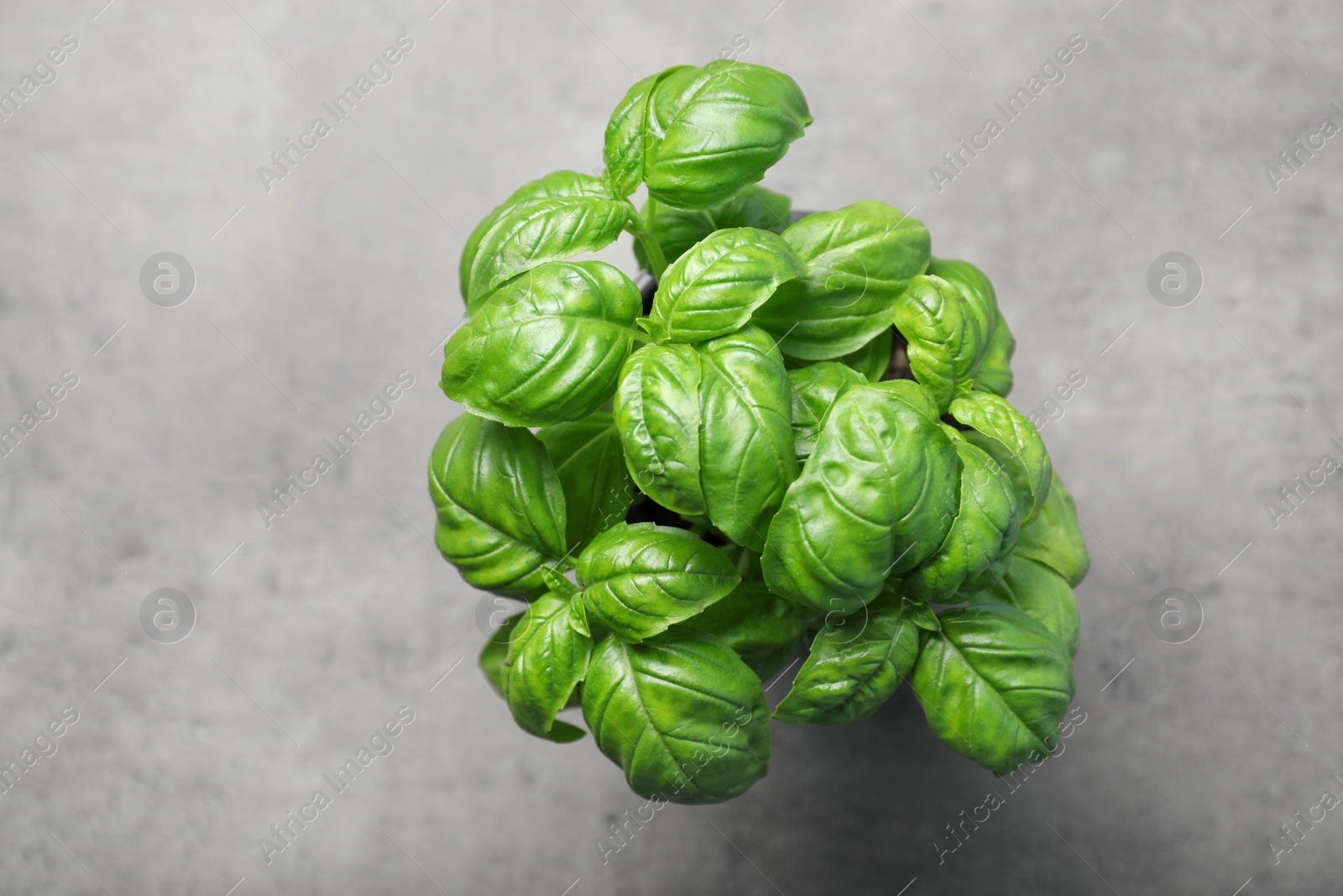 Photo of Fresh basil in pot on gray background, top view