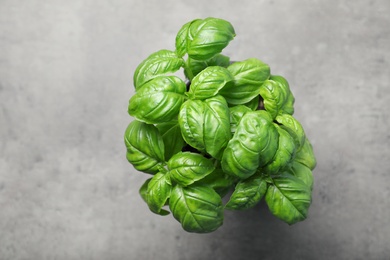 Fresh basil in pot on gray background, top view